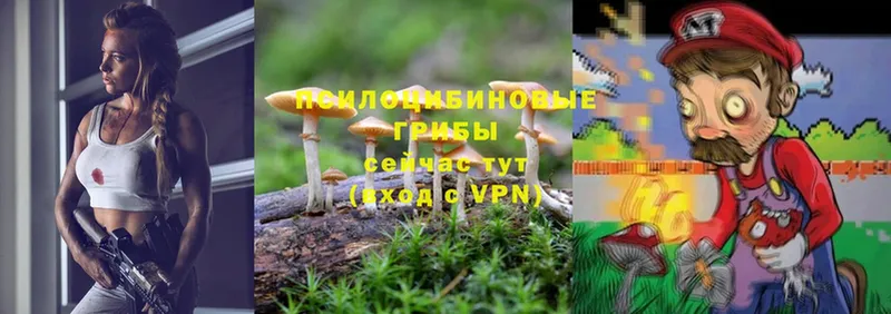 Галлюциногенные грибы Cubensis  ссылка на мегу tor  Богородицк 